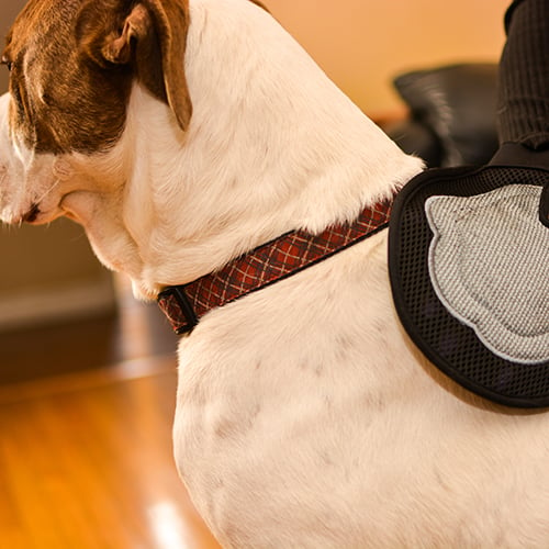 Pet Hair Removal Mitt